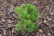 Pinus mugo "CARSTEN'S WINTERGOLD" - borovice kleč