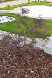Acer palmatum "GARNET" - Javor dlanitolistý