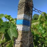 foto: modře značená trasa kolem vinohradů